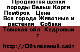 Продаются щенки породы Вельш Корги Пемброк › Цена ­ 40 000 - Все города Животные и растения » Собаки   . Томская обл.,Кедровый г.